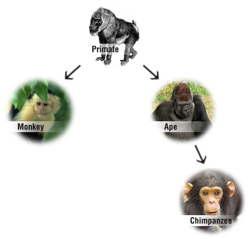 primates