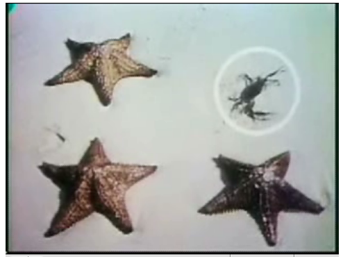 one of these things is not like the others