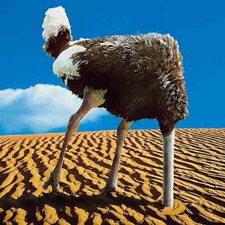 Ostrich Burying Head In The Sand