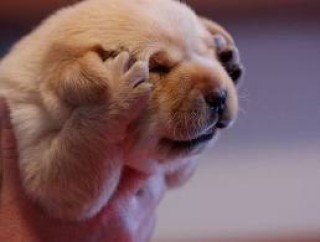 Puppy reaction while watching the Google updates list of 2011