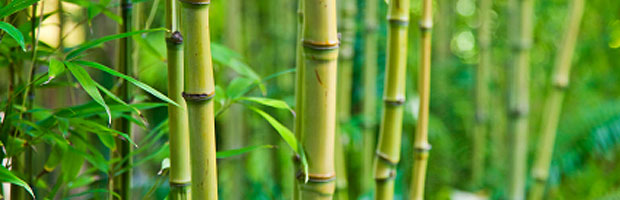 Bamboo