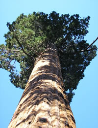 Evergreen Content Grows