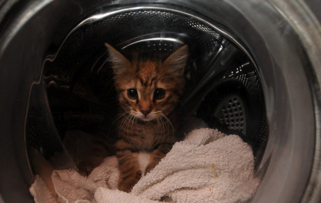 Kitten in a washing machine