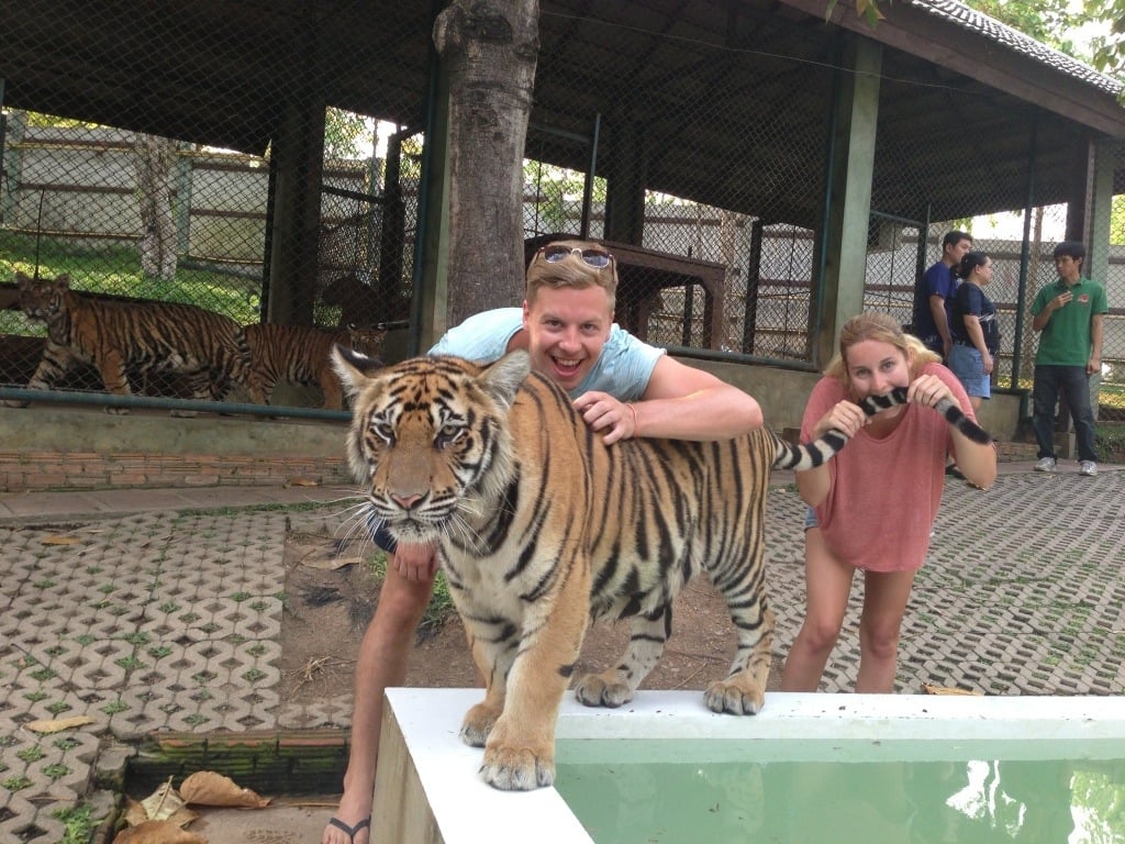 Visiting the Tigers in Thailand