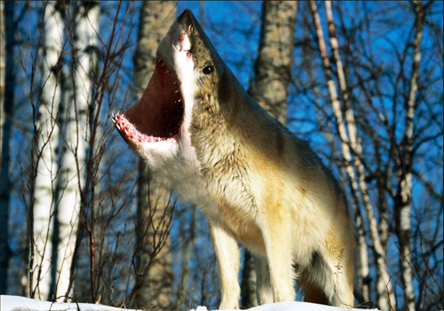 BaylgoWXemcvX2UREENfHW-odCHhpv6m9jwtkYyg