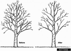 Image courteousy of treeremoval.com, the tree-pruning experts.