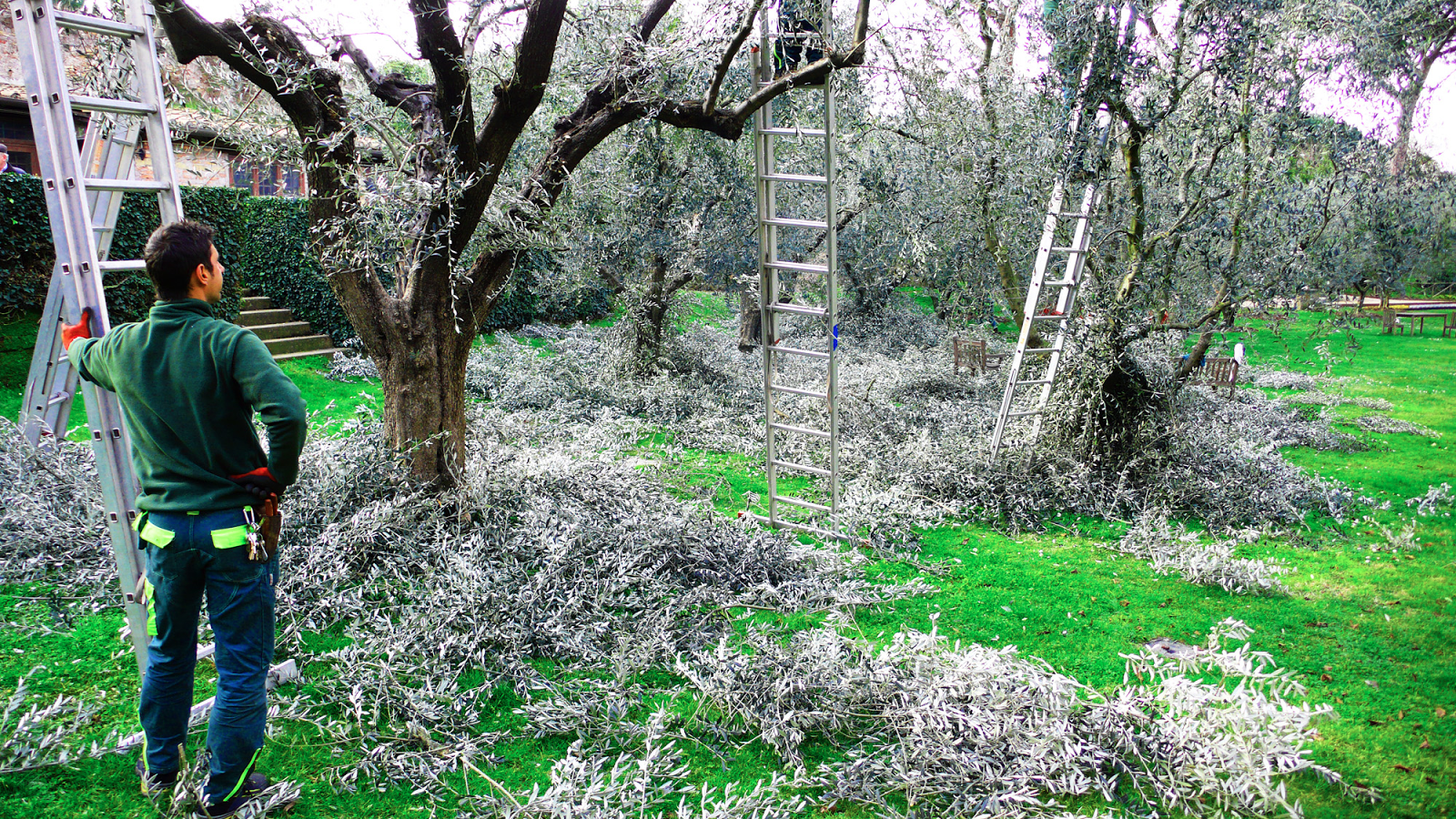 Image used with permission from Joshua Treescaping