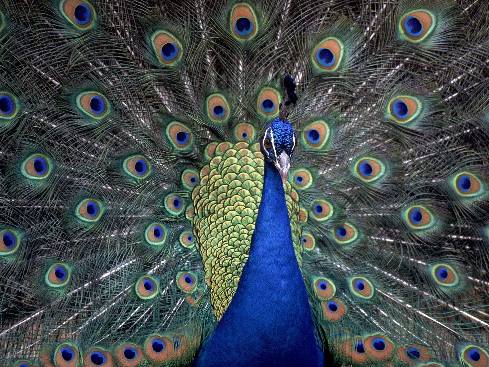 peacock1.jpg
