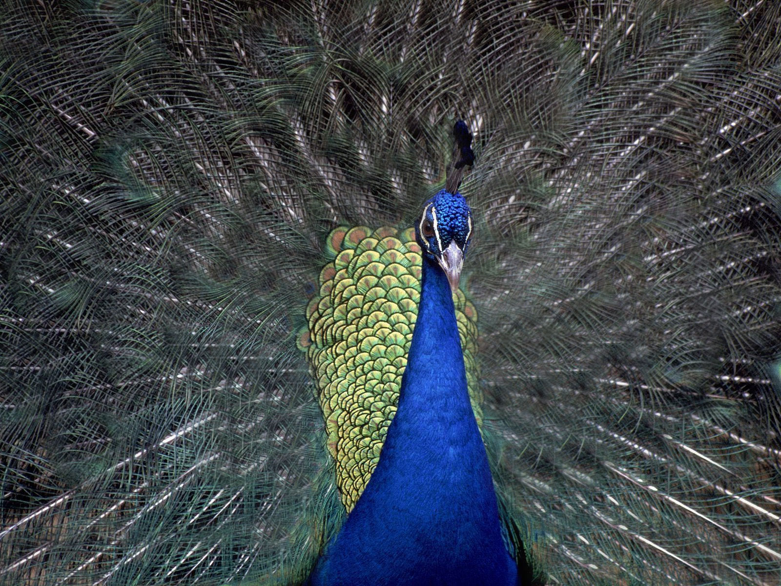 peacock2.jpg