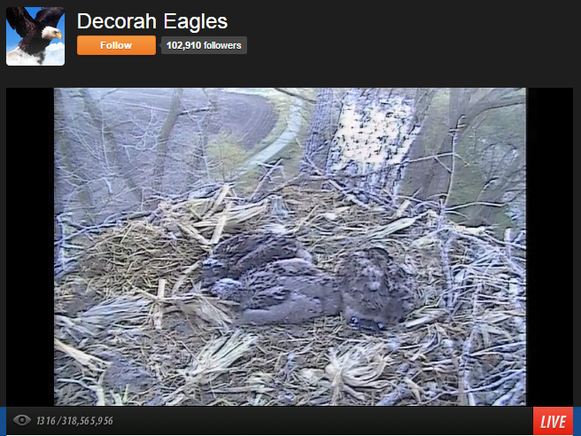 viewer count on eagles livestream