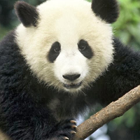 brilliantpanda