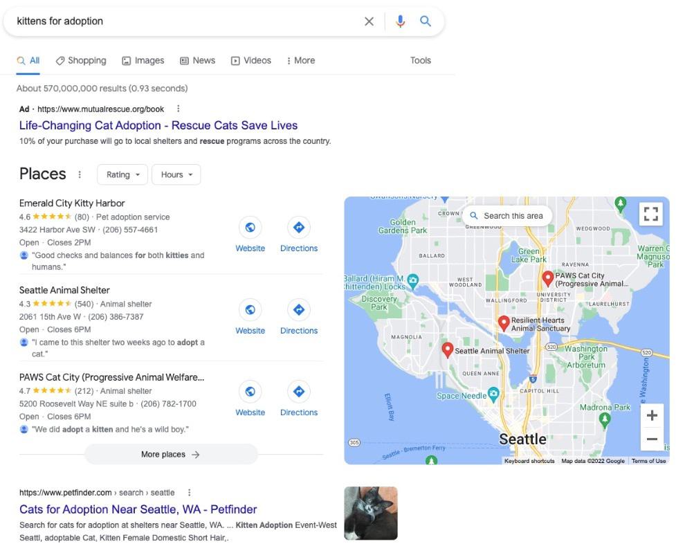 kittens for adoption SERP