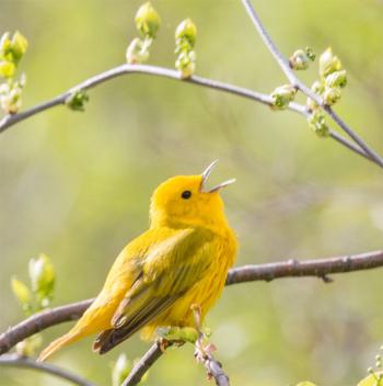 Photo of a yellow warbler sitting on a tree branch.