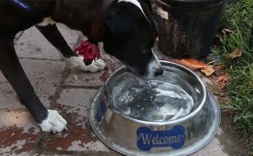 Black dog drinking water from a silver bowl