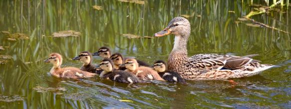 Mother duck with seven ducklings swim across the water.
