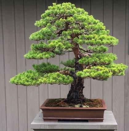 Pruning Bonsai