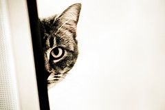 Hiding Cat by Aftab Uzzaman